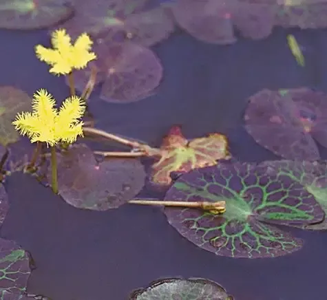 Nymphoides geminata "Yellow Snowflake"