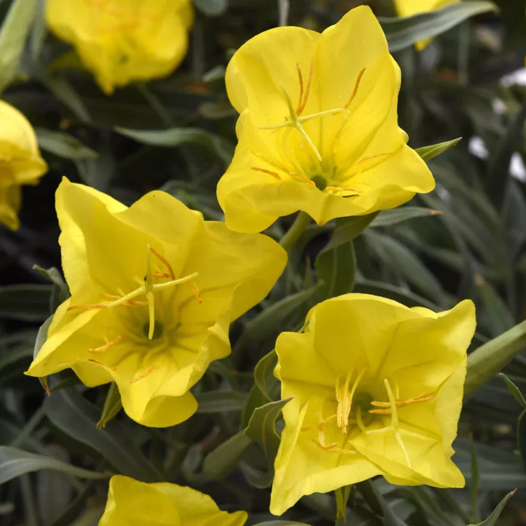 Oenothera 'Missouriensis'
