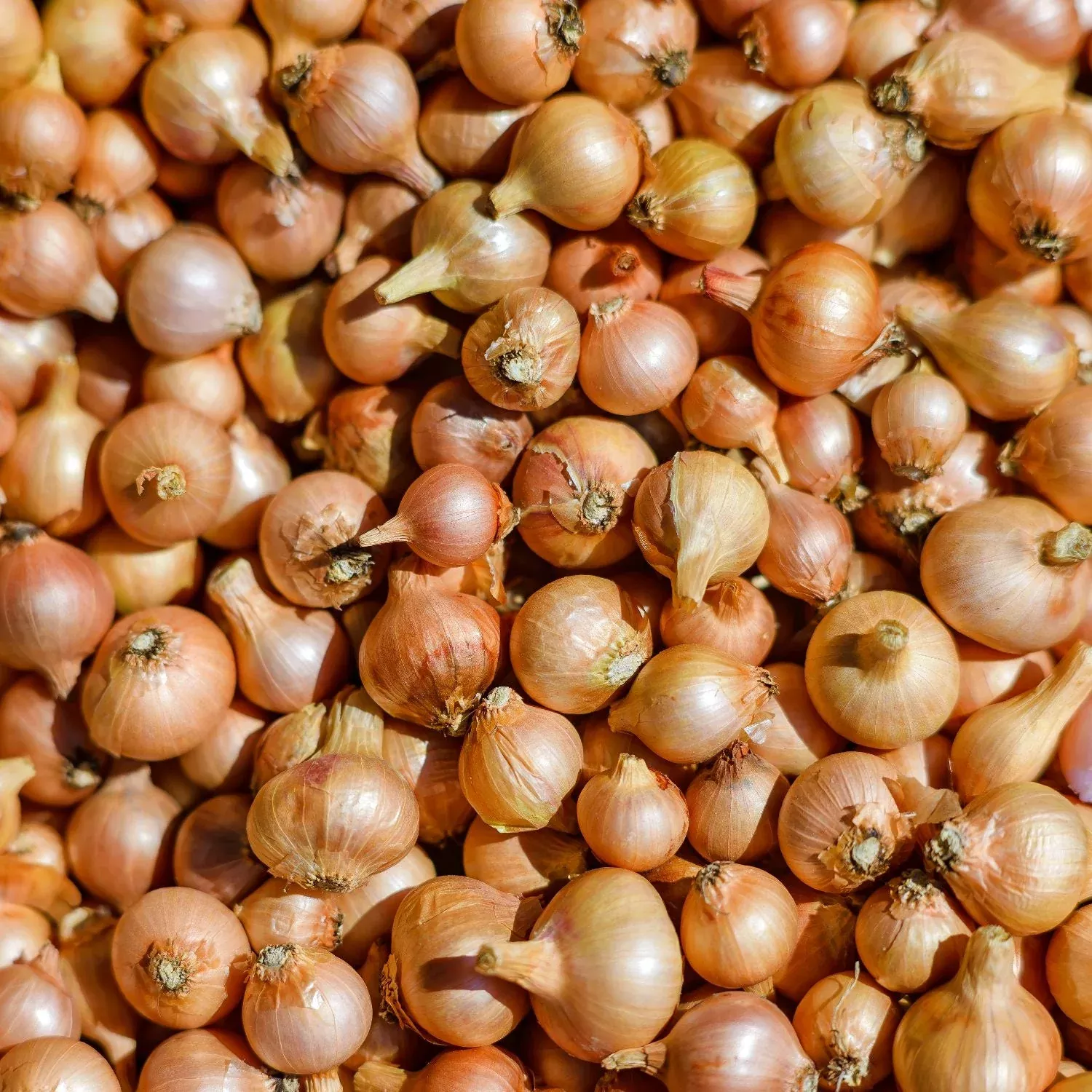 Onion - Sweet Bulb Starters