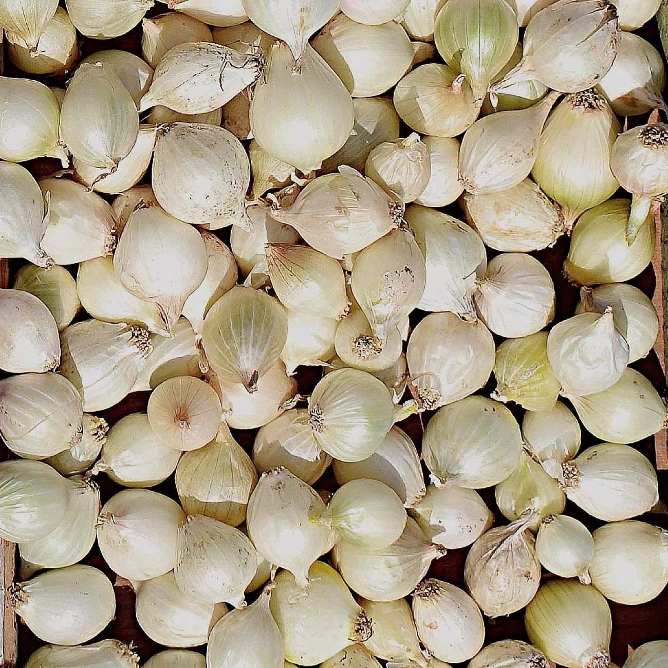 Onion - White Bulb Sets