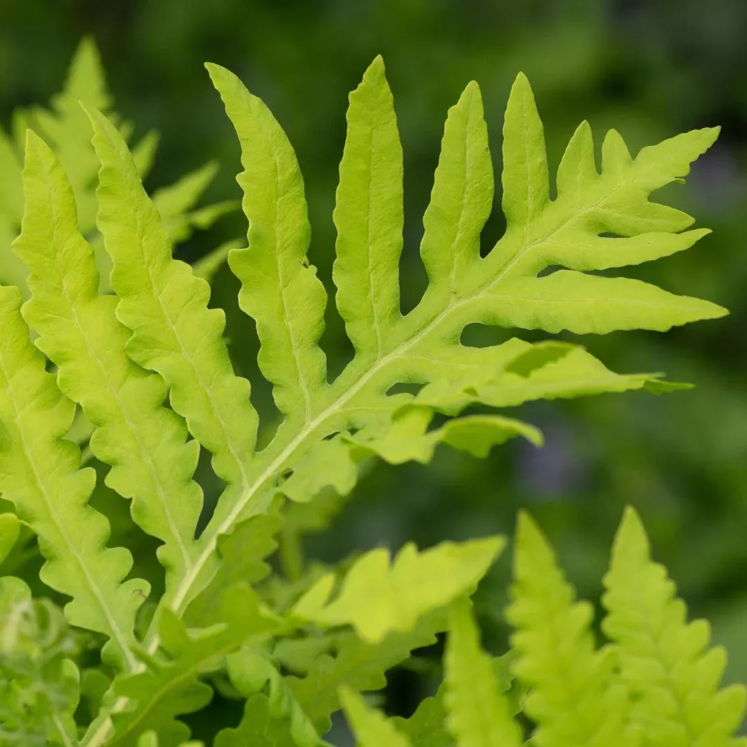Onoclea 'Sensitive Fern'