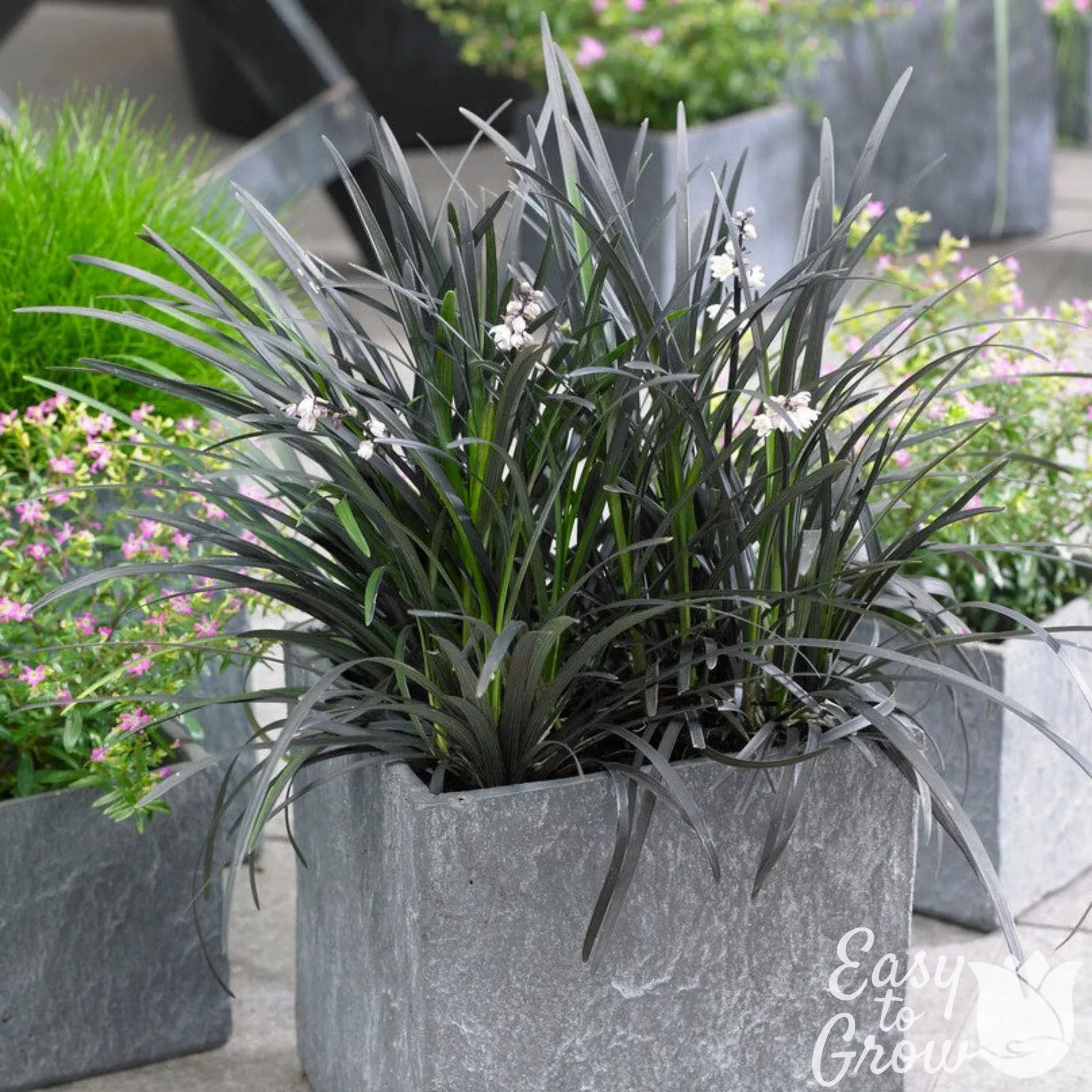 Ophiopogon - Black Mondo Grass 2 Pack