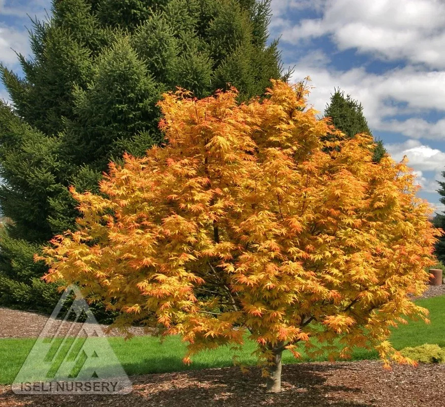 Orange Dream Japanese Maple