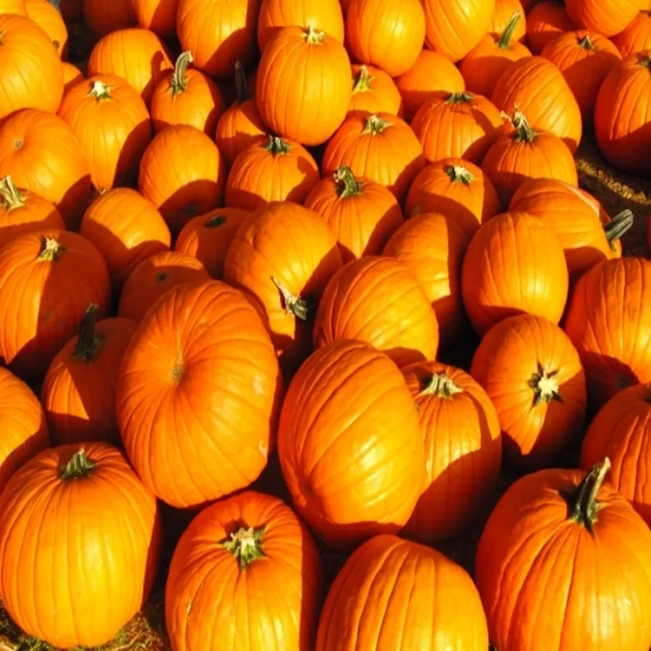 Orange Pumpkins