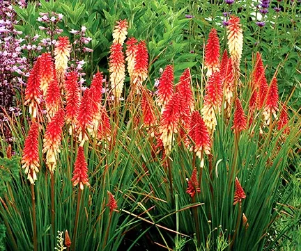 'Orange Vanilla Popsicle' Red Hot Poker