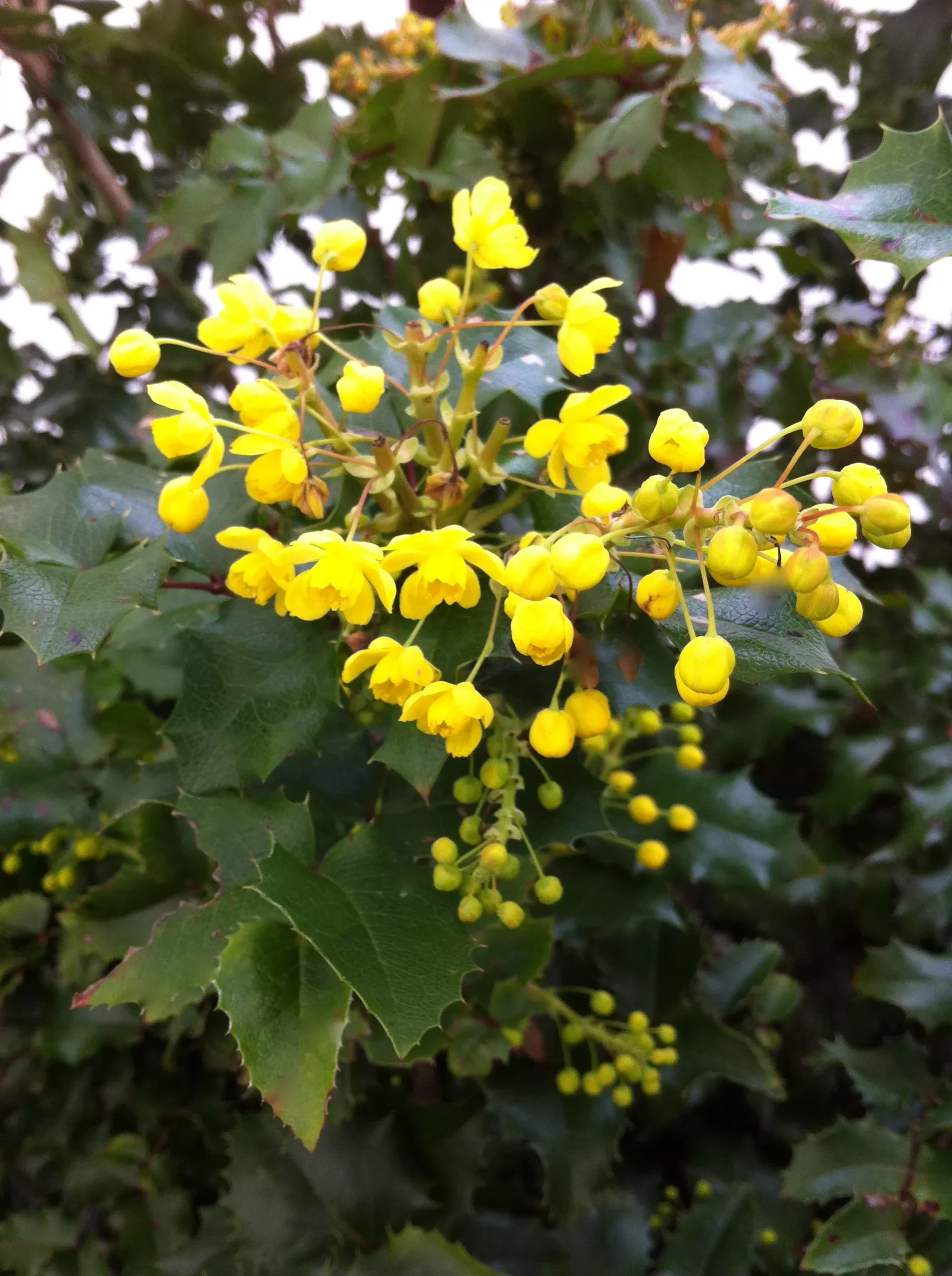 Oregon Grape-Holly
