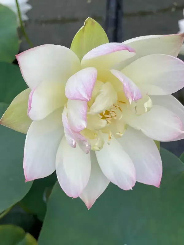 Oriole Out Of Water - Lotus