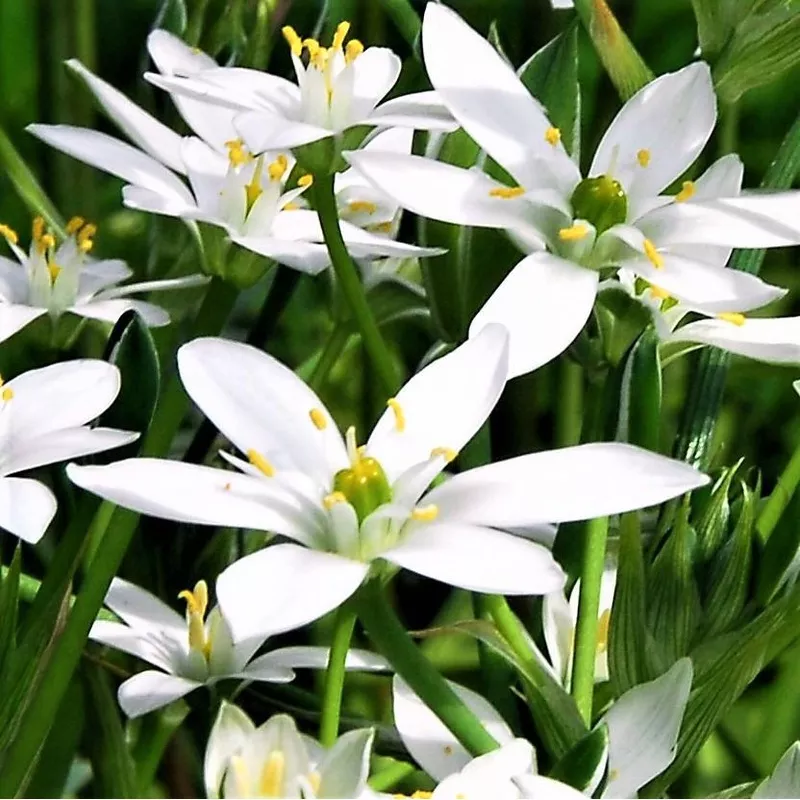 Ornithogalum – Umbellatum Star of Bethlehem