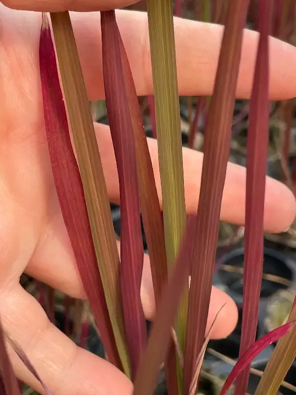Oryza sativa "Black Madras Grass"