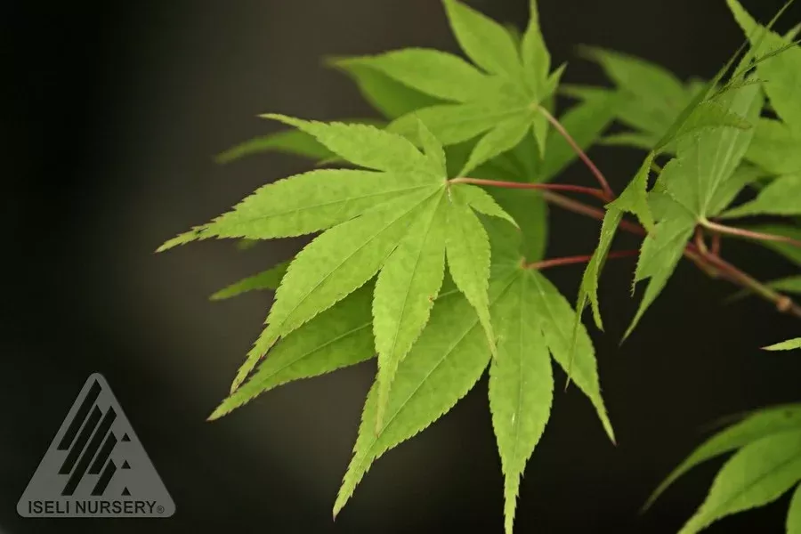 Osakazuki Japanese Maple