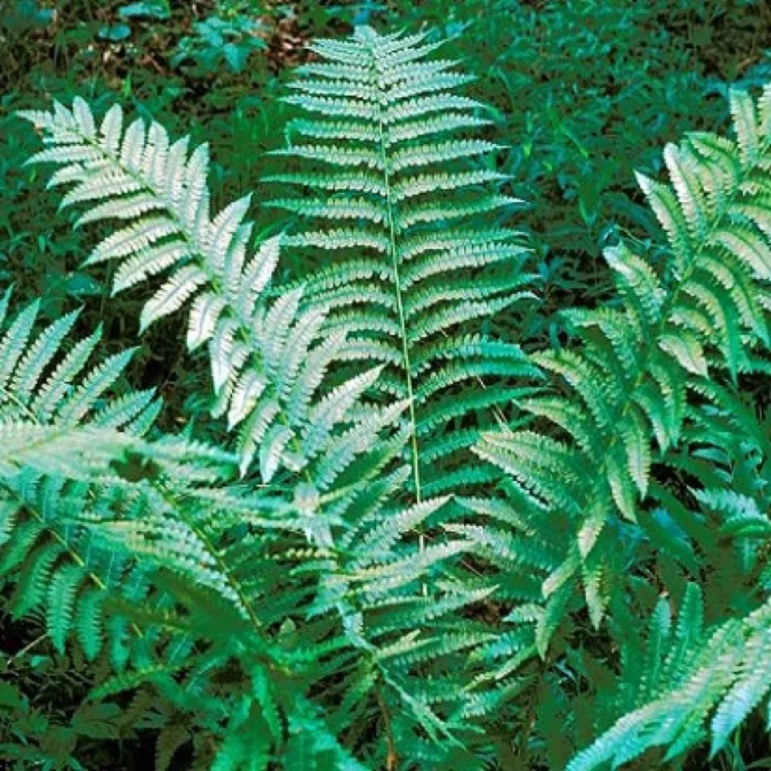 Osmunda 'Cinnamon Fern'