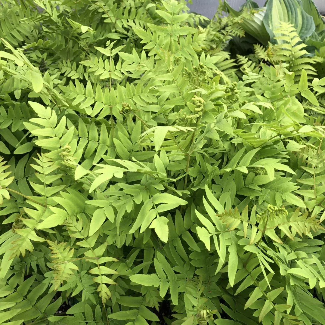 Osmunda 'Royal Fern'