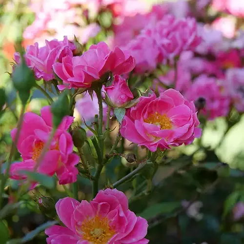 Oso Easy Double Pink Rose