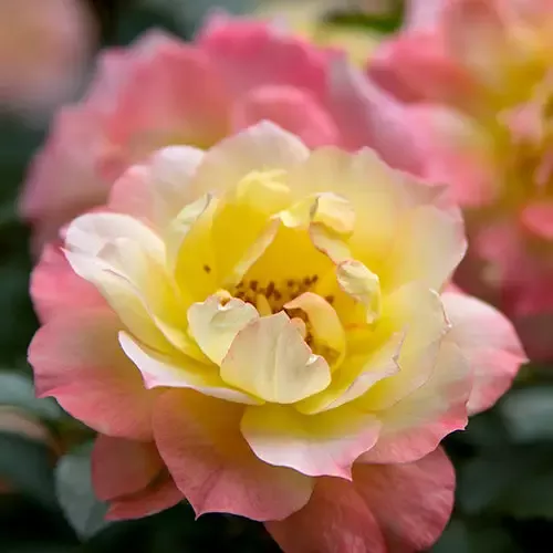 Oso Easy Italian Ice Rose