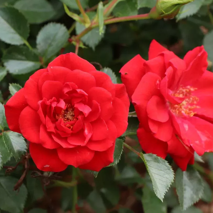 Oso Easy Pathfinder™ Red Rose