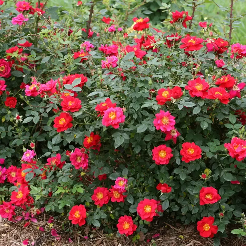 Oso Easy Urban Legend Rose