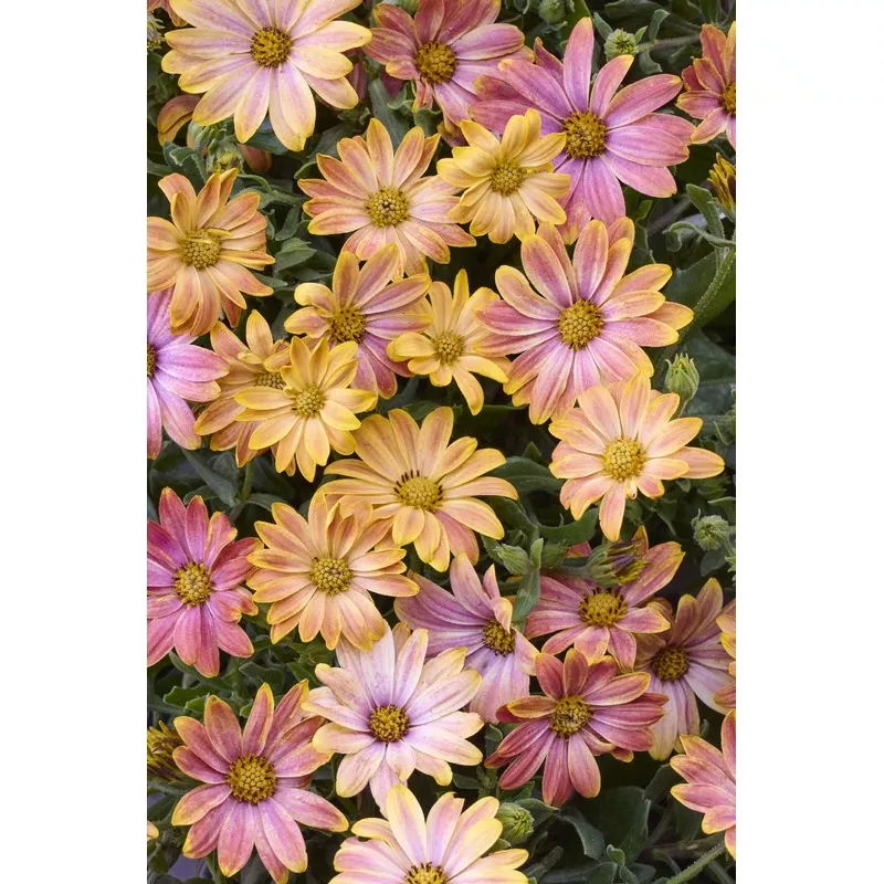 Osticade™ Daybreak African Daisy