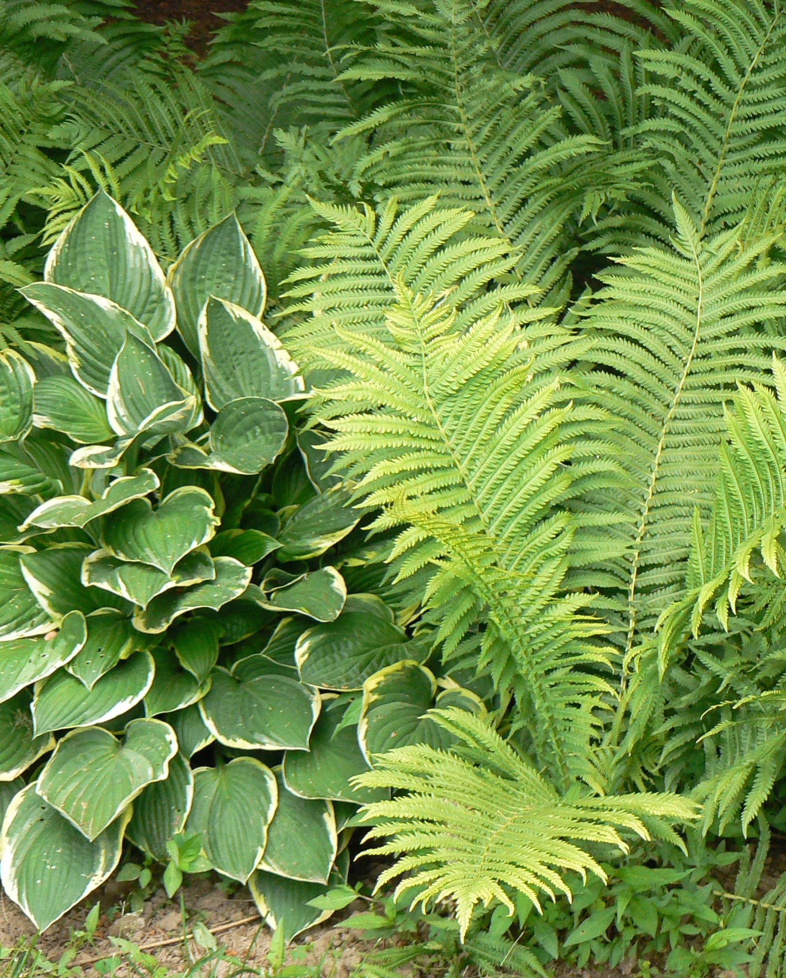Ostrich Fern
