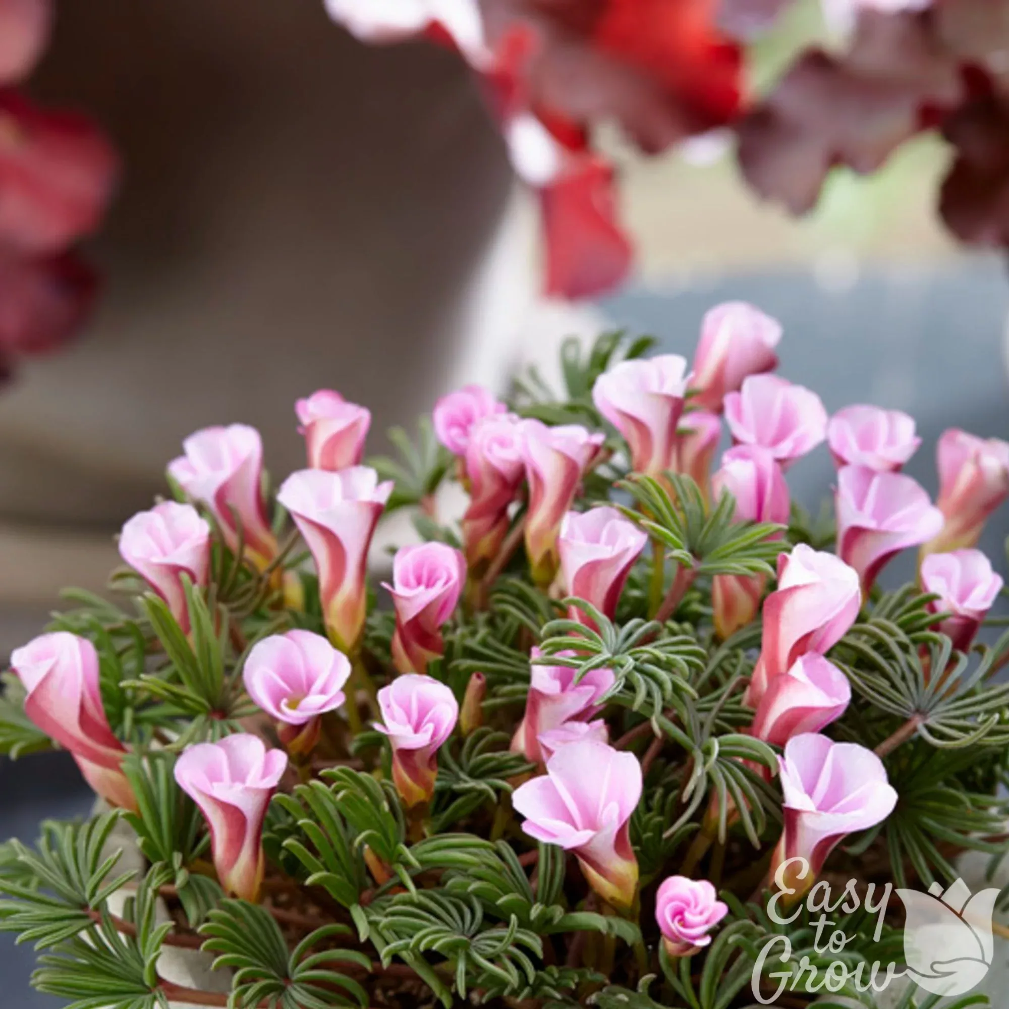 Oxalis - Autumn Pink