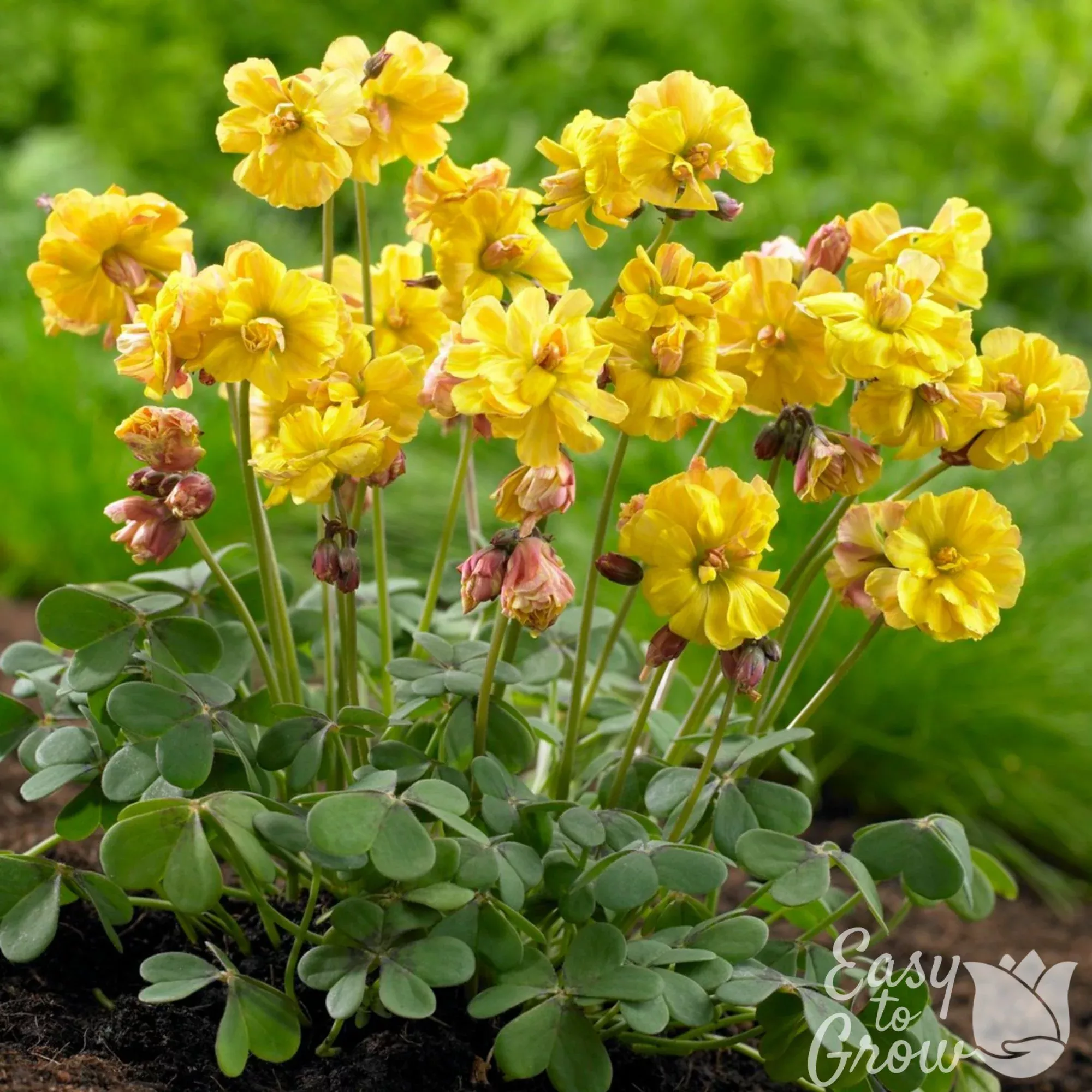 Oxalis - Double Trouble