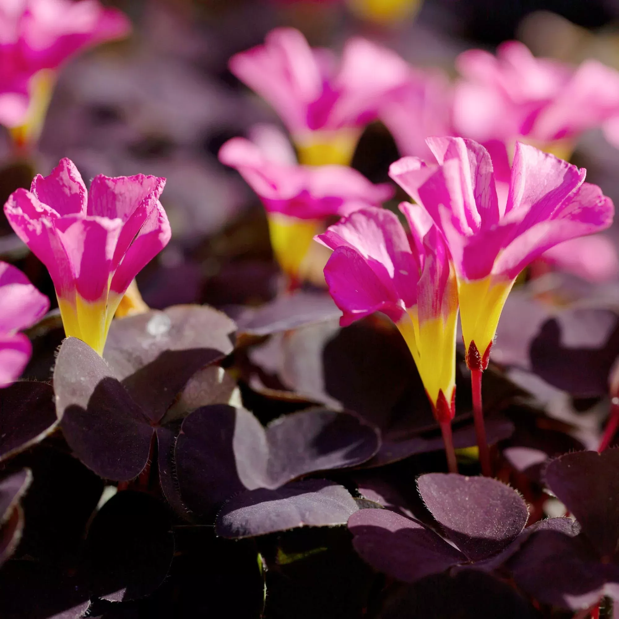 Oxalis - Garnet