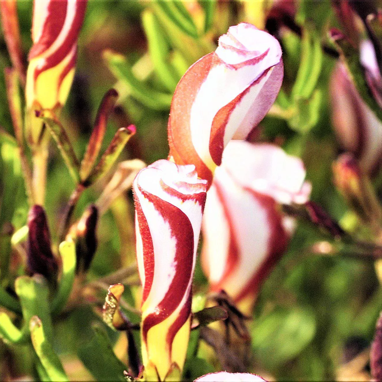 Oxalis - Grand Duchess