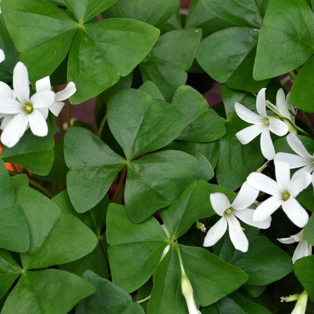 Oxalis - Regnellii Lucky Shamrock