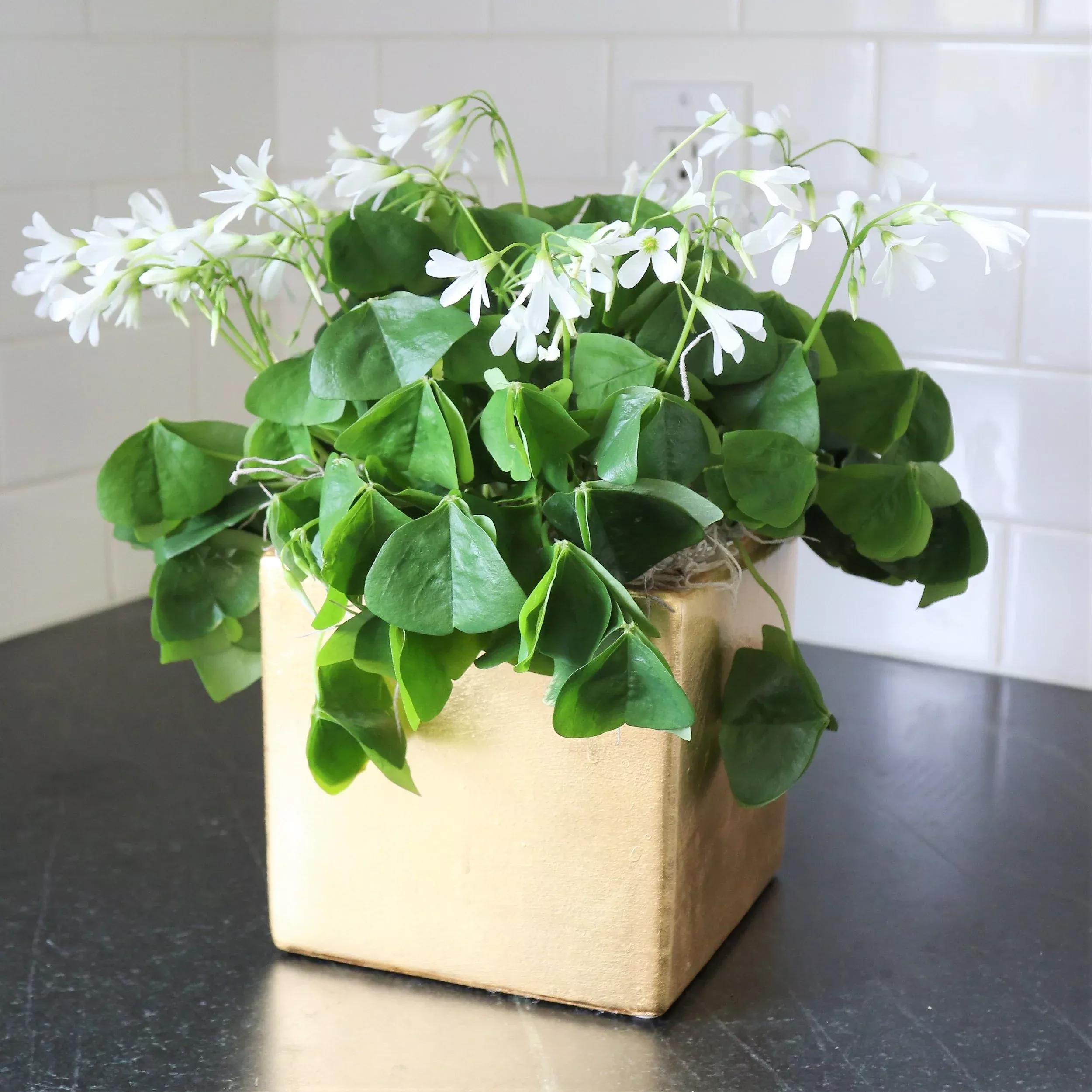 Oxalis - Regnellii Lucky Shamrocks in a Ceramic Square