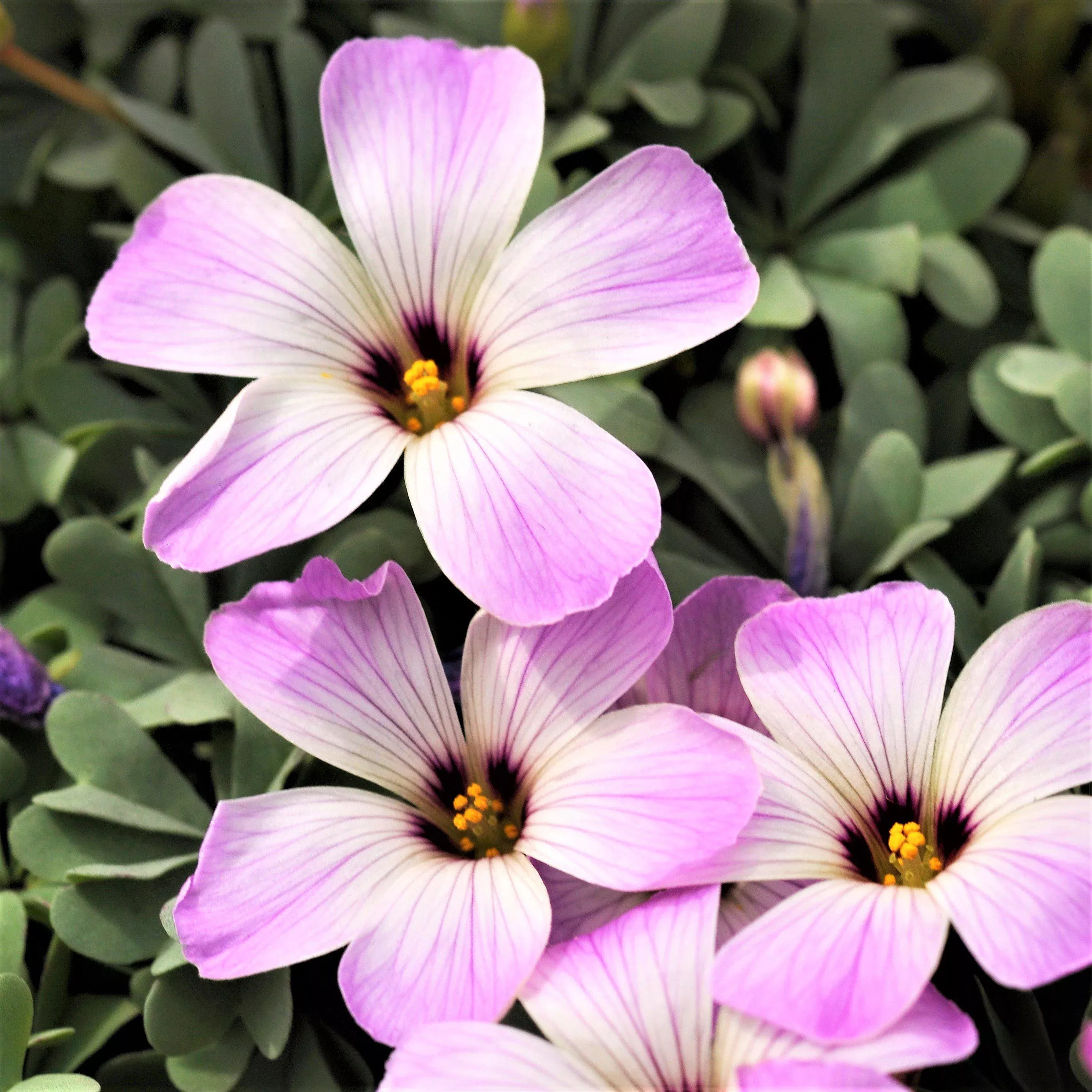 Oxalis - Silver Shamrock