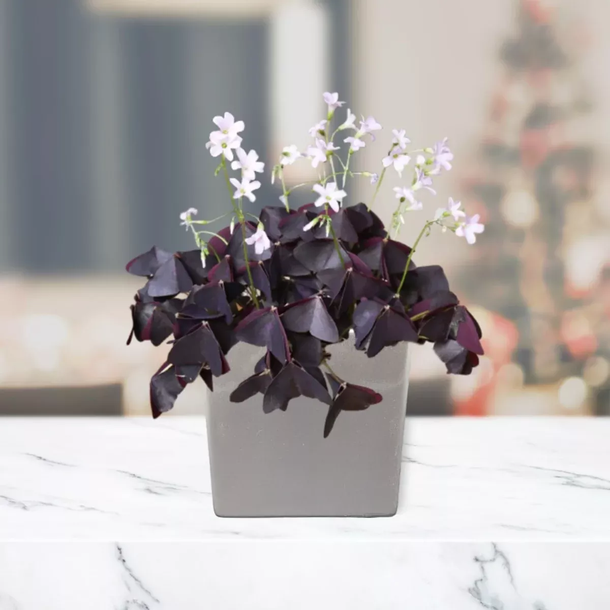 Oxalis - Triangularis Purple Shamrocks in a Silver Square