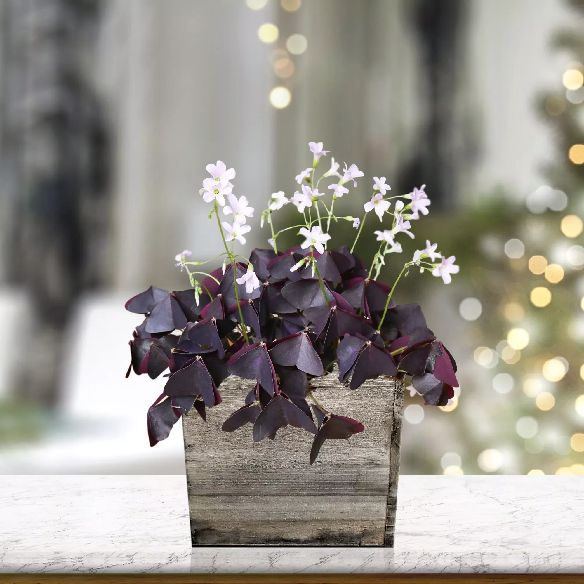 Oxalis - Triangularis Purple Shamrocks in a Wood Square