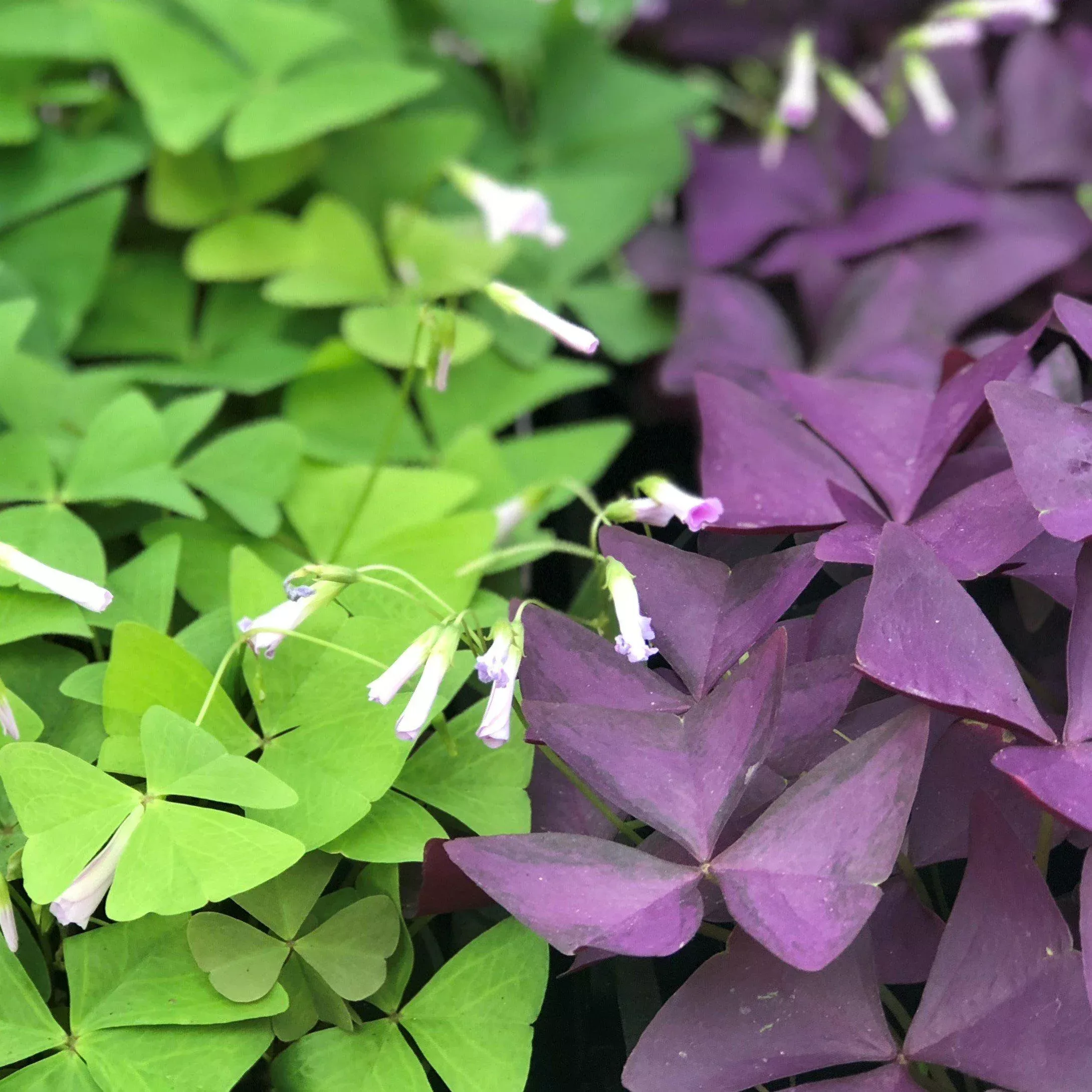 Oxalis - Triangularis and Regnellii Collection