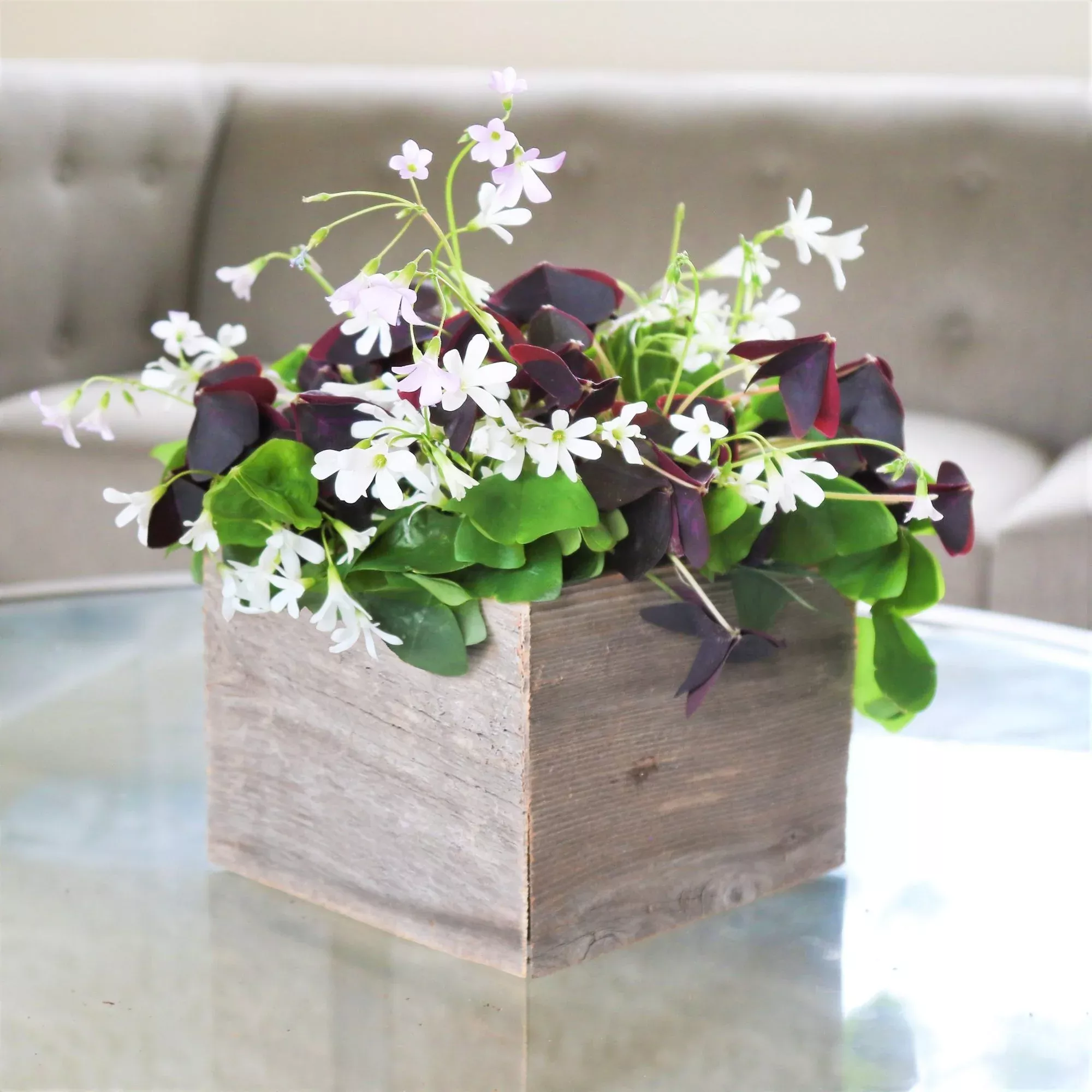Oxalis - Triangularis and Regnellii Mix in a Square