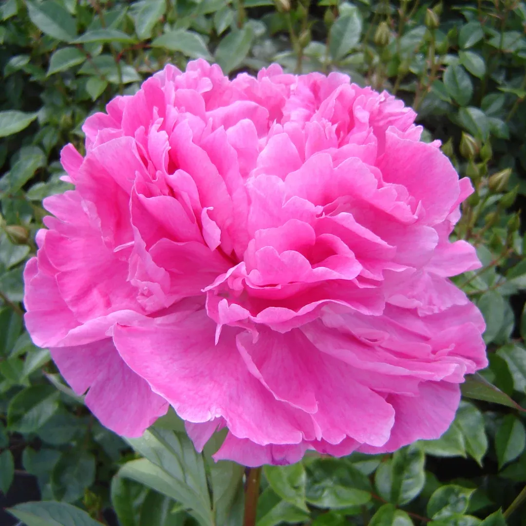 Paeonia 'Alexander Fleming'
