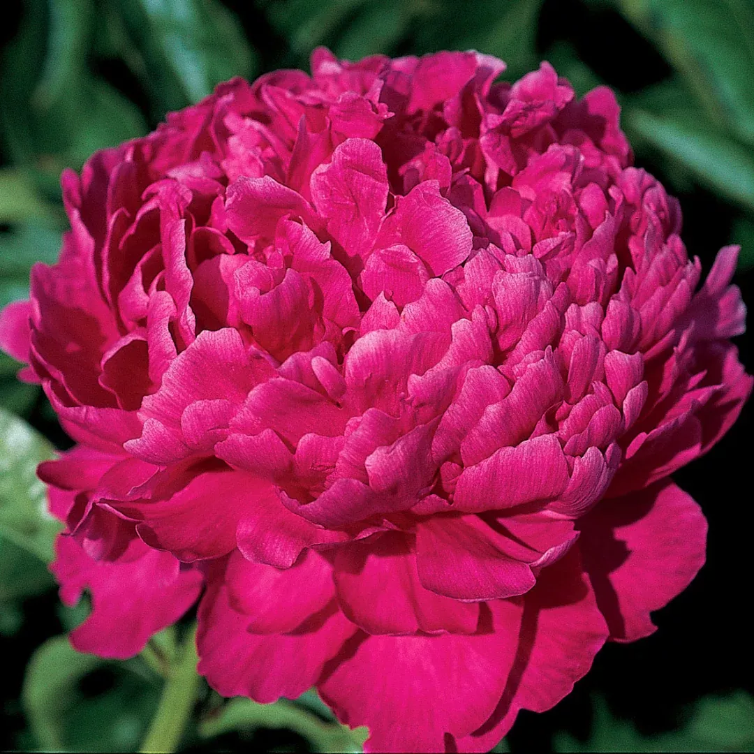 Paeonia 'Best Man'
