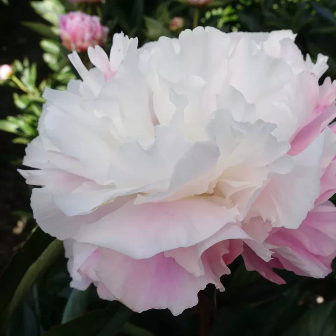 Paeonia 'Catharina Fontijn'