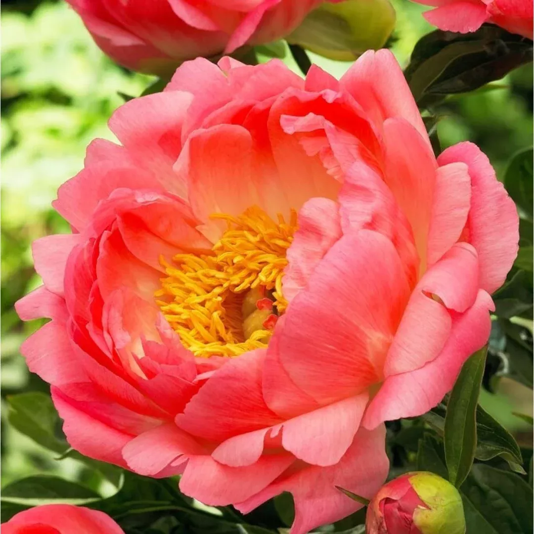Paeonia 'Coral Sunset'