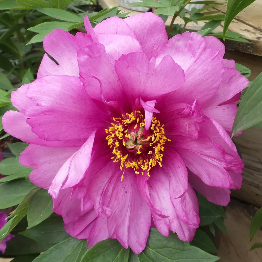 Paeonia 'First Arrival'