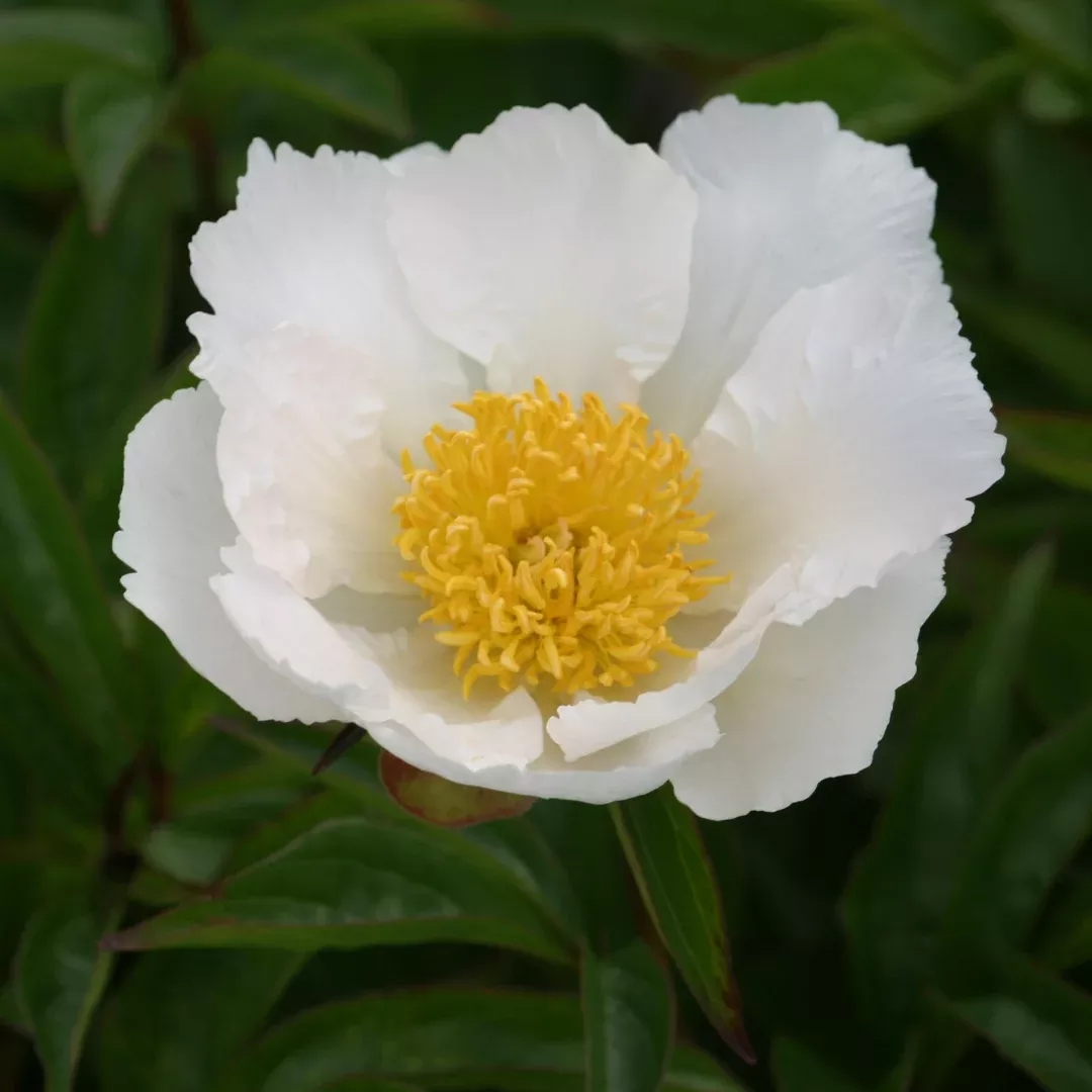 Paeonia 'Krinkled White'