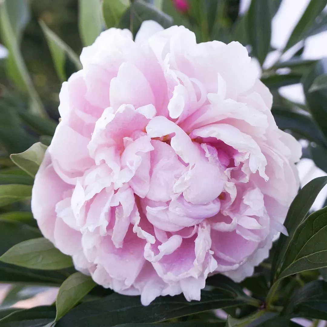 Paeonia 'Sarah Bernhardt'