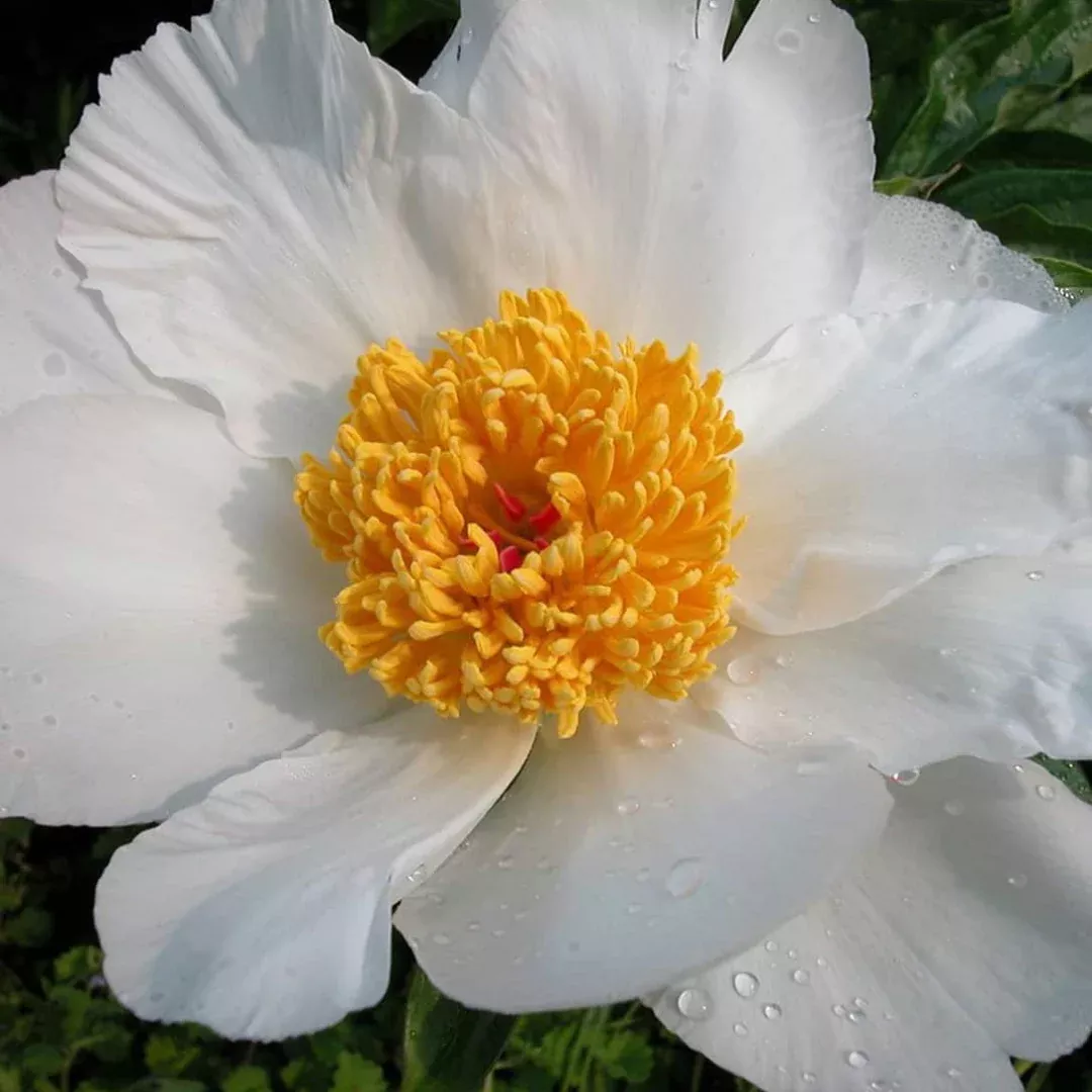 Paeonia 'White Wings'