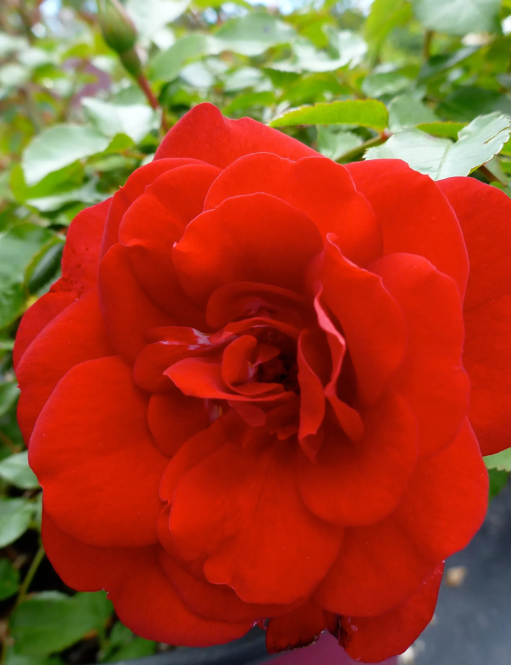 Paint the Town Rose