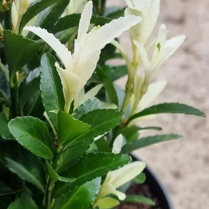 Paloma Blanca Euonymus