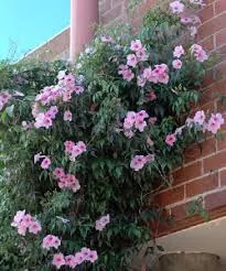 Pandorea Jasminoides ‘Jam Drops’ (Bower Vine)