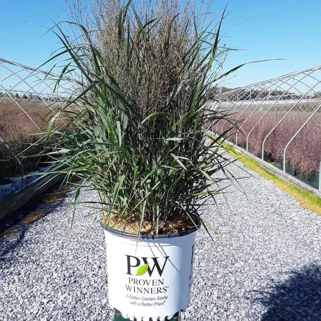 Panicum 'Apache Rose'