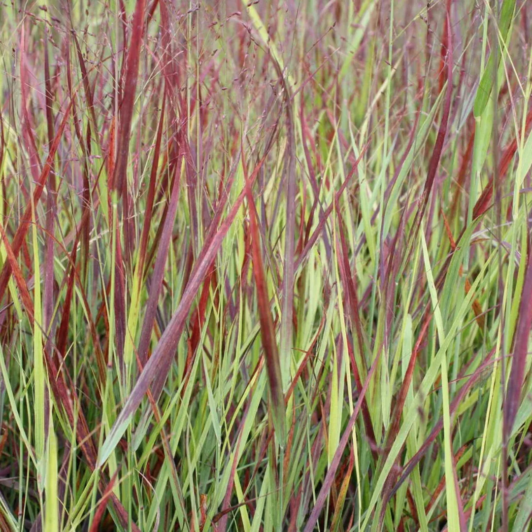 Panicum 'Blood Brothers'