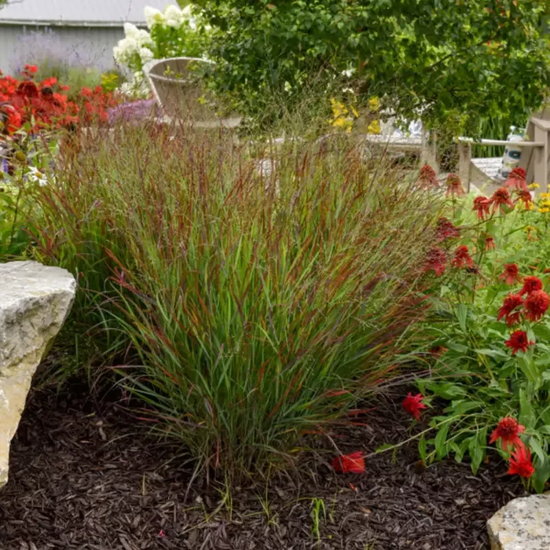 Panicum 'Cheyenne Sky'