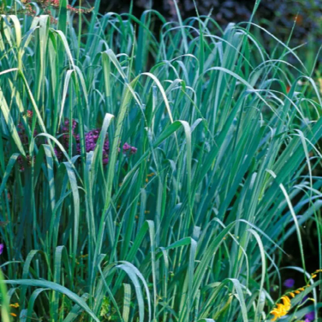 Panicum 'Dallas Blue'