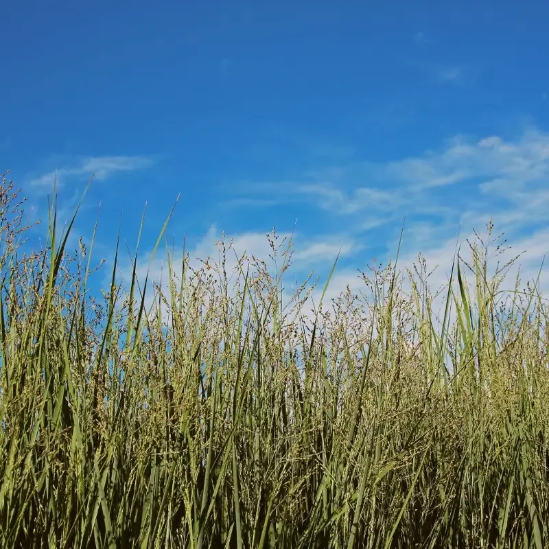 Panicum 'Heavy Metal'