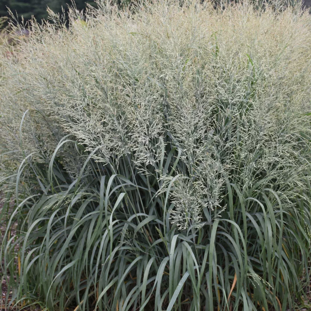 Panicum 'Niagara Falls'